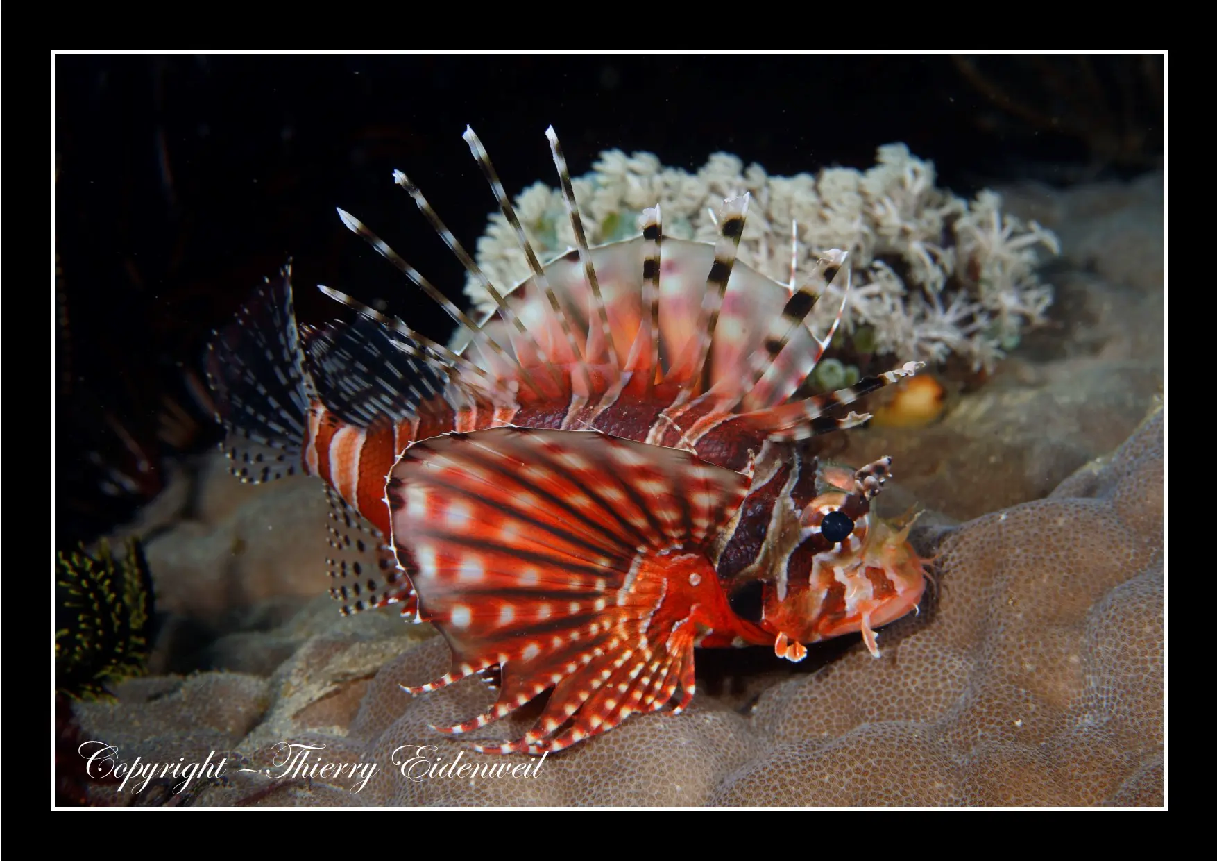 Anilao Macro Dive Media Highlight